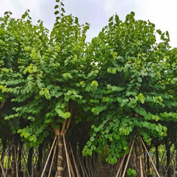 宫粉紫荆15～20公分基地直销规格齐全欢迎老板来电