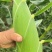 玉米大量上量