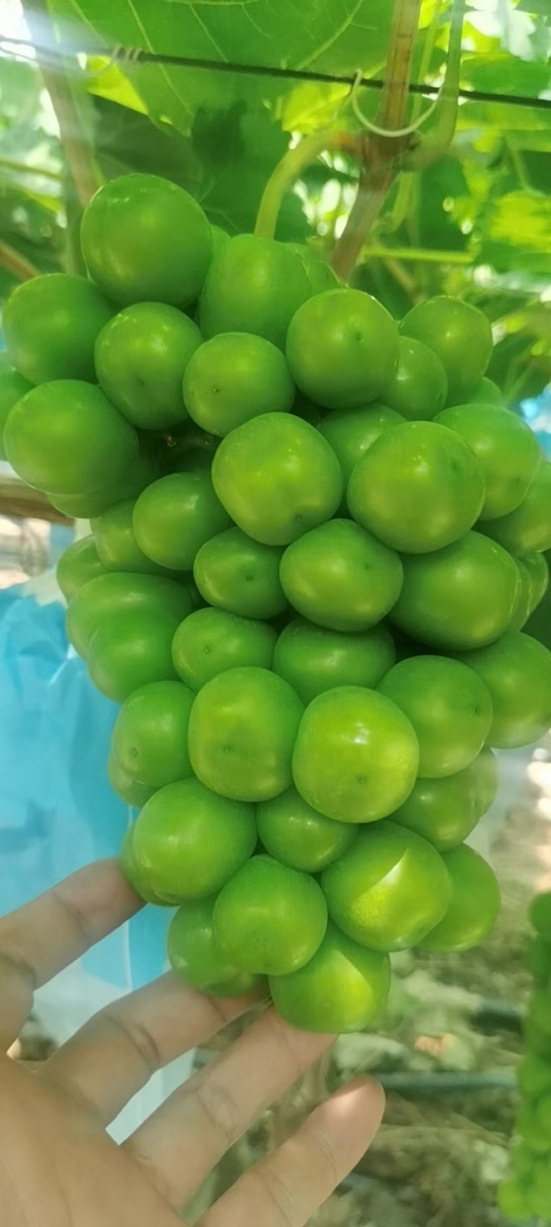 大理宾川红提阳光玫瑰