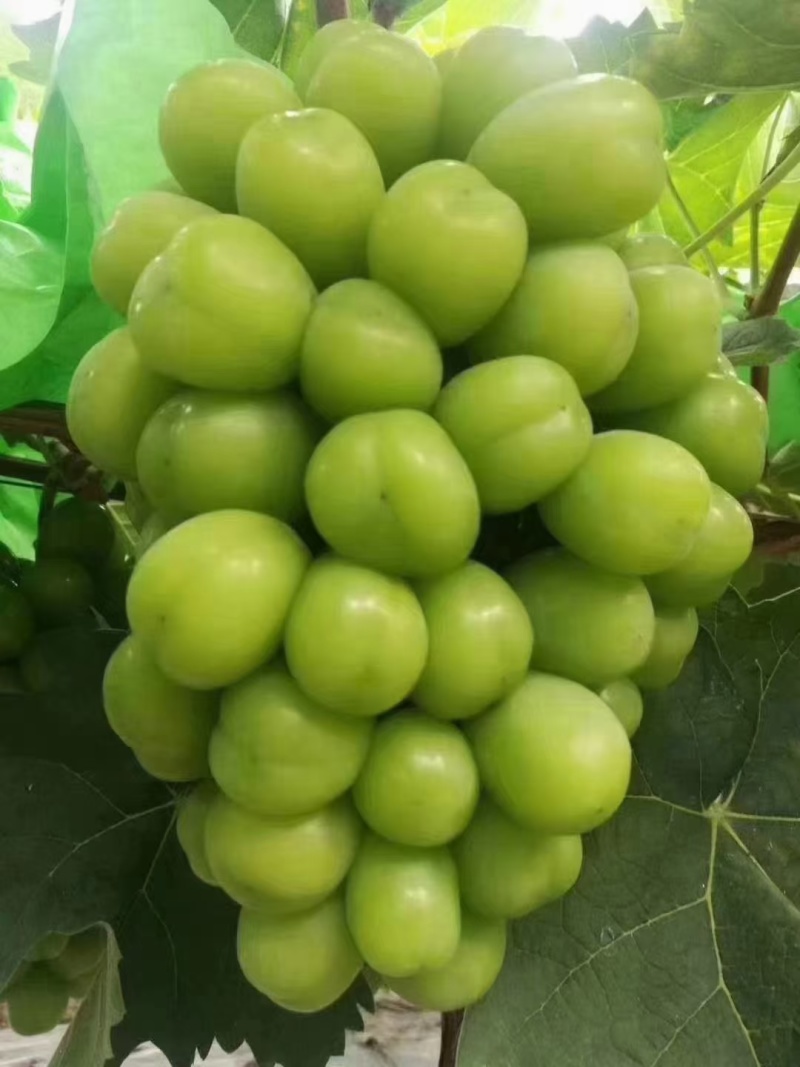 大理宾川红提阳光玫瑰