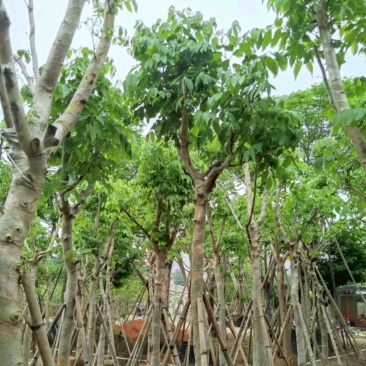 腊肠树3～15公分基地直销规格齐全欢迎老板来电咨询