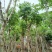 腊肠树3～15公分基地直销规格齐全欢迎老板来电咨询