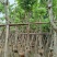 腊肠树3～15公分基地直销规格齐全欢迎老板来电咨询