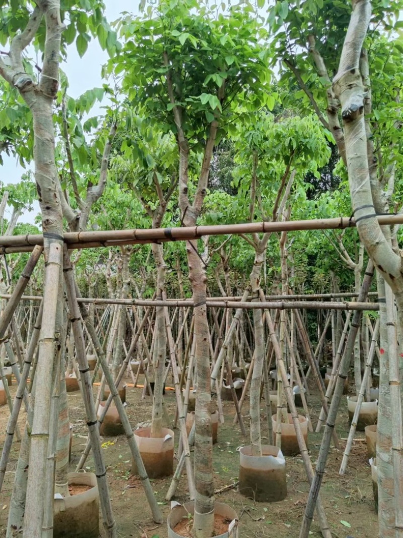 腊肠树3～15公分基地直销规格齐全欢迎老板来电咨询