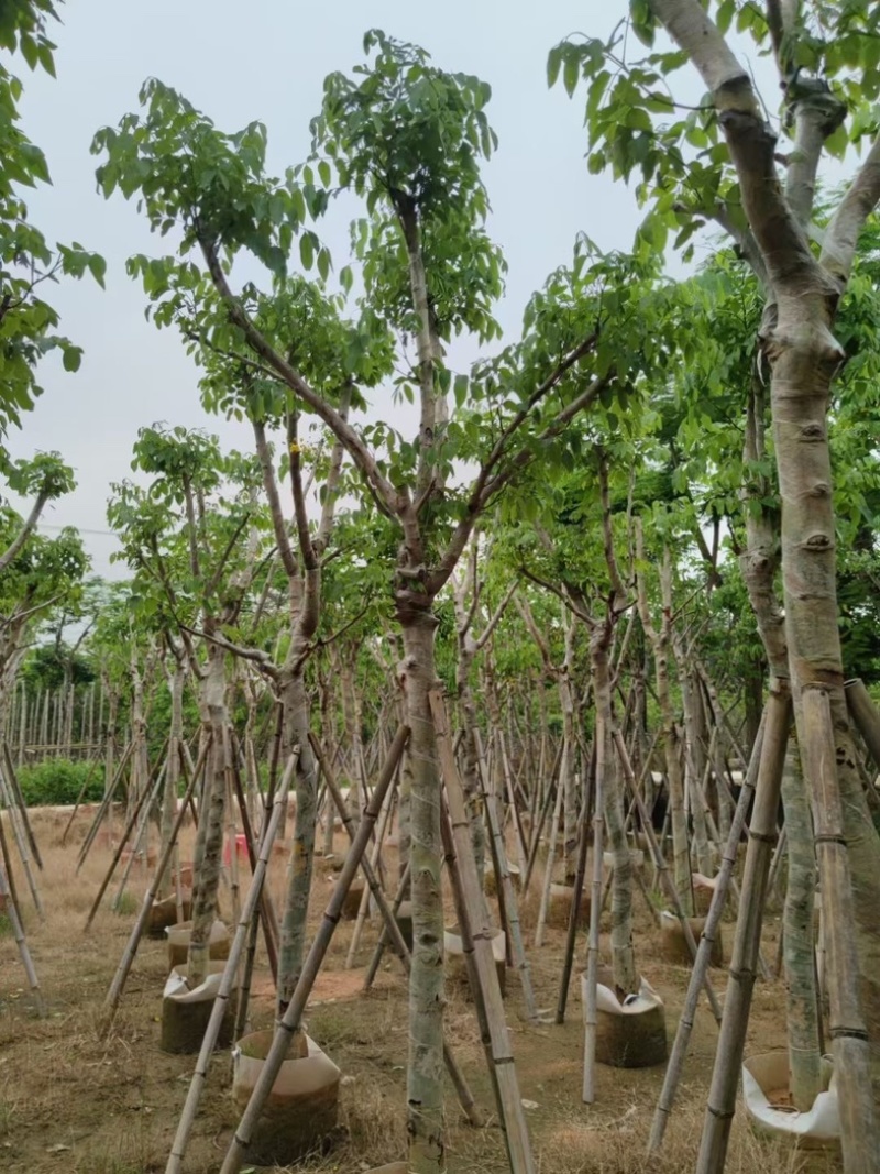 腊肠树3～15公分基地直销规格齐全欢迎老板来电咨询