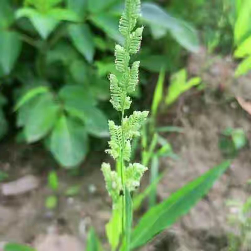 棒棒草籽小龙虾养殖水草苦梗草菵草水粺籽耐寒低温挺水水草种