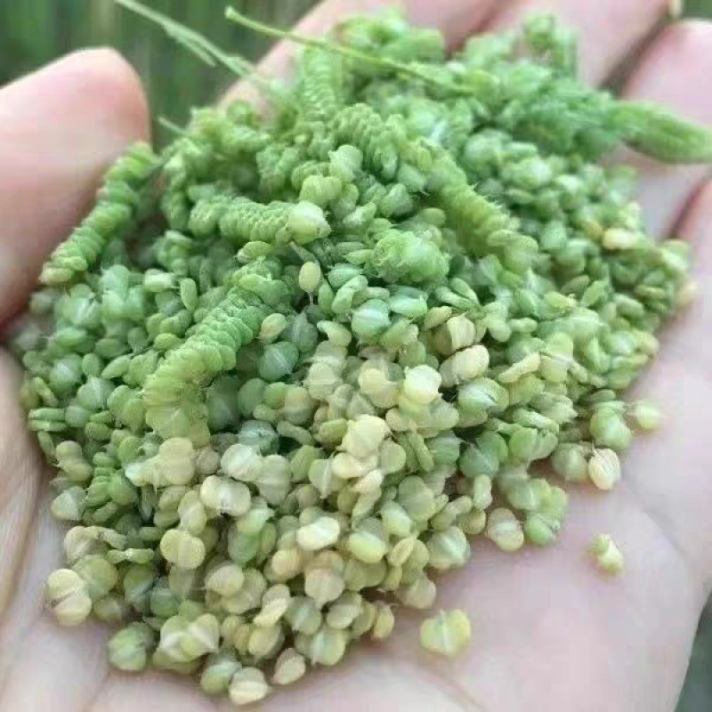 棒棒草籽小龙虾养殖水草苦梗草菵草水粺籽耐寒低温挺水水草种