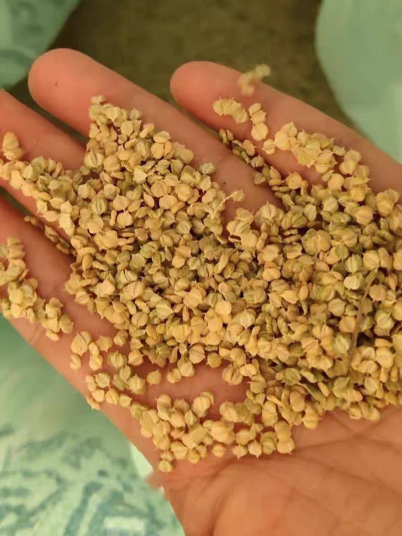 棒棒草籽小龙虾养殖水草苦梗草菵草水粺籽耐寒低温挺水水草种