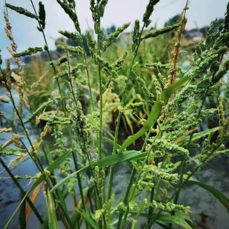 棒棒草籽小龙虾养殖水草苦梗草菵草水粺籽耐寒低温挺水水草种