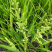 棒棒草籽小龙虾养殖水草苦梗草菵草水粺籽耐寒低温挺水水草种