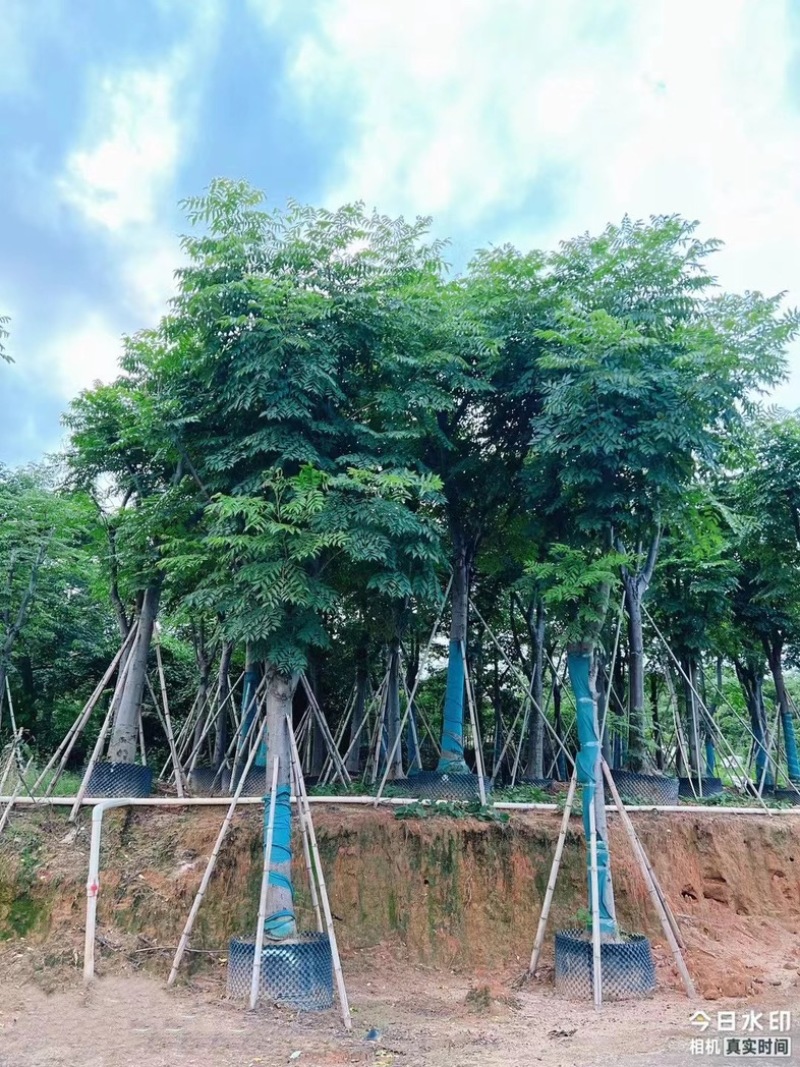 复羽叶栾树/黄山栾树/国庆花12～20公分基地直销