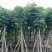 复羽叶栾树/黄山栾树/国庆花12～20公分基地直销