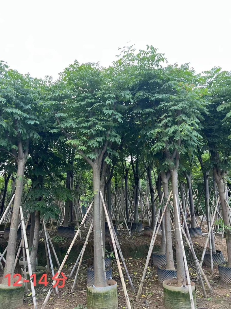 复羽叶栾树/黄山栾树/国庆花12～20公分基地直销