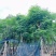 复羽叶栾树/黄山栾树/国庆花12～20公分基地直销