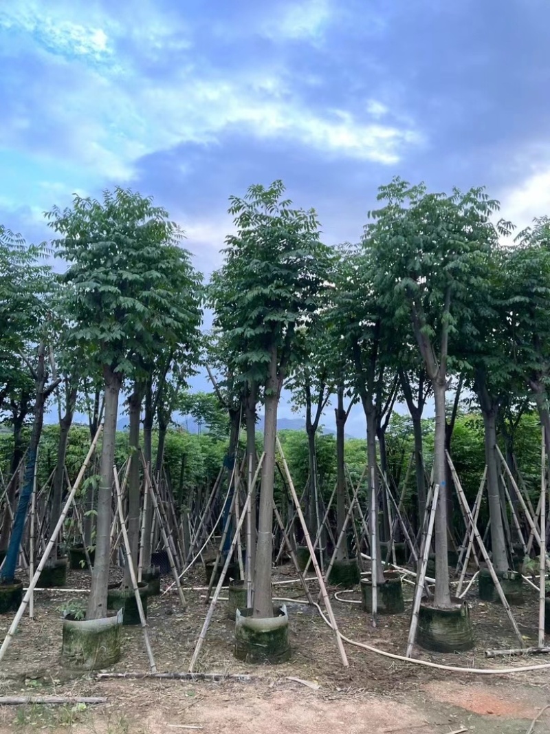 复羽叶栾树/黄山栾树/国庆花12～20公分基地直销