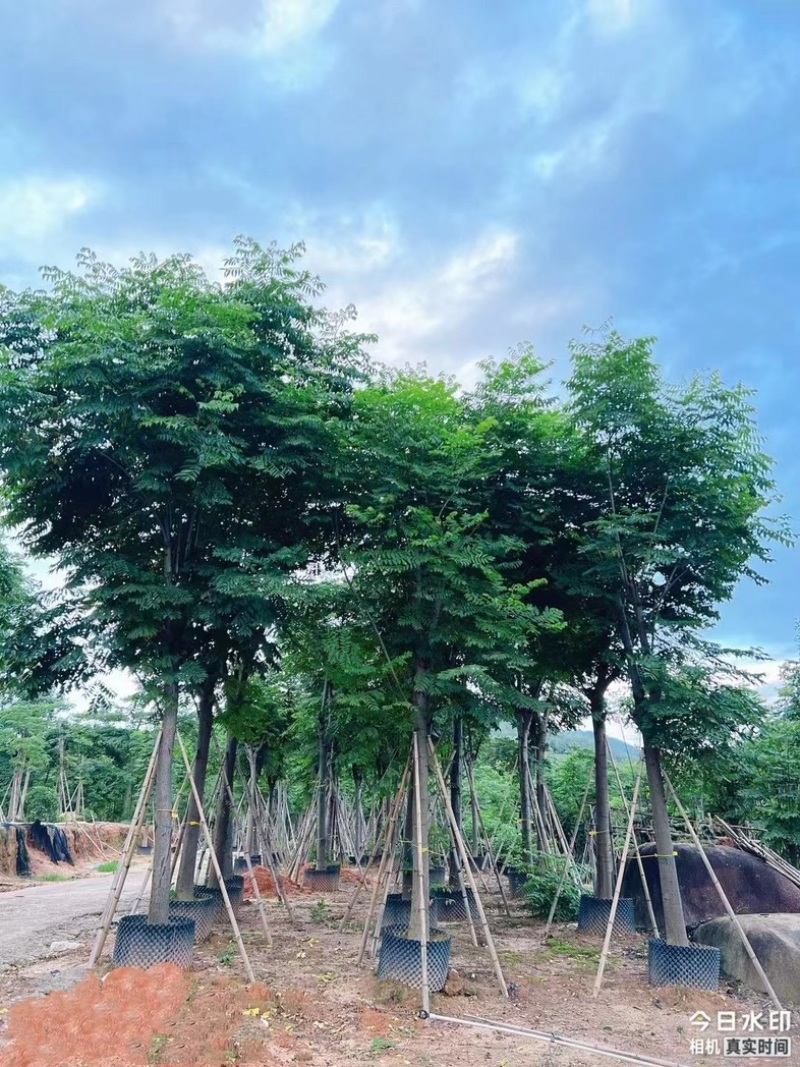 复羽叶栾树/黄山栾树/国庆花12～20公分基地直销
