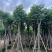 复羽叶栾树/黄山栾树/国庆花12～20公分基地直销