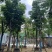 复羽叶栾树/黄山栾树/国庆花12～20公分基地直销