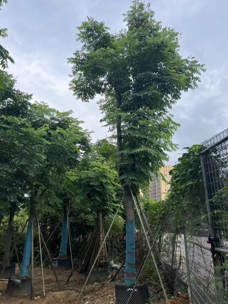 复羽叶栾树/黄山栾树/国庆花12～20公分基地直销