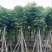 复羽叶栾树/黄山栾树/国庆花12～20公分基地直销