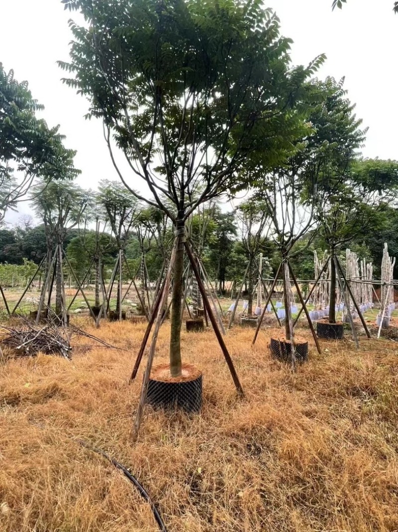 全冠麻楝12～20公分基地直销规格齐全欢迎老板来电
