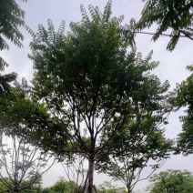 全冠麻楝12～20公分基地直销规格齐全欢迎老板来电