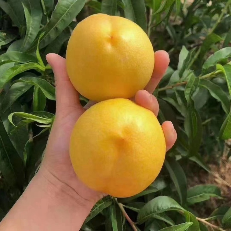 黄油桃黄桃蟠桃蒙阴沂蒙山黄金油桃电商一件代发