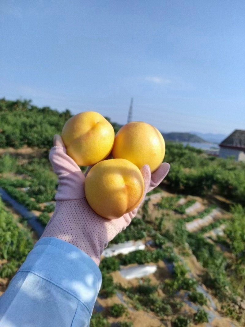 黄油桃黄桃蟠桃蒙阴沂蒙山黄金油桃电商一件代发