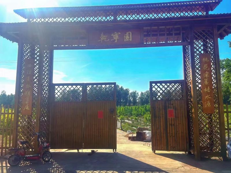 明月油桃（纽扣蟠桃）