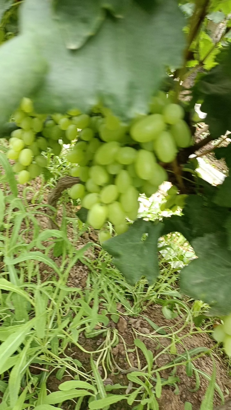 陕西省渭南市大荔县万亩大棚维多利亚葡萄大量上市，品质保证