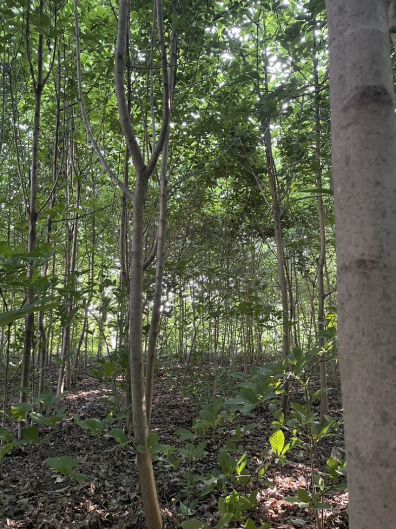 辛荑树，广玉兰。2015年裁的，急出售。2亩地，1000棵售