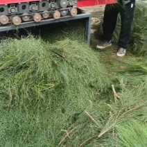 枞树毛，别名松针