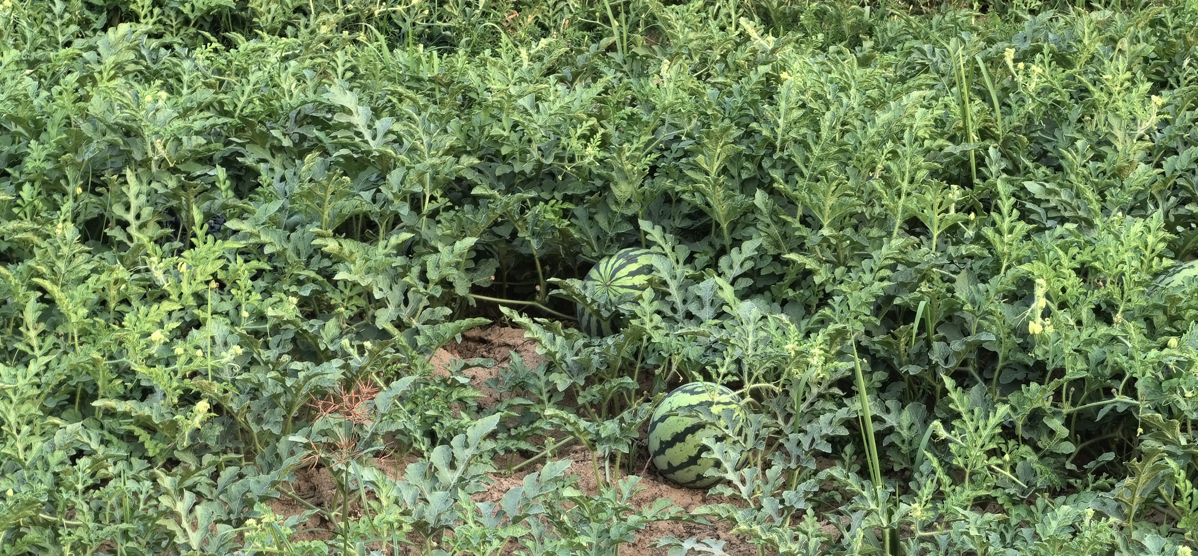 8424西瓜品种介绍