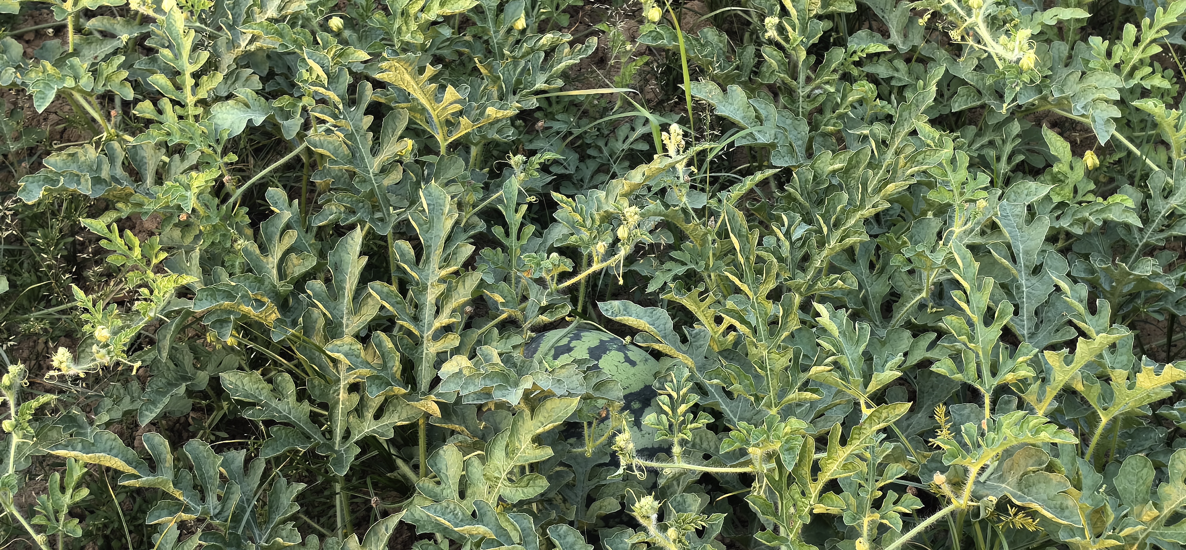 田间种植的无籽8424西瓜