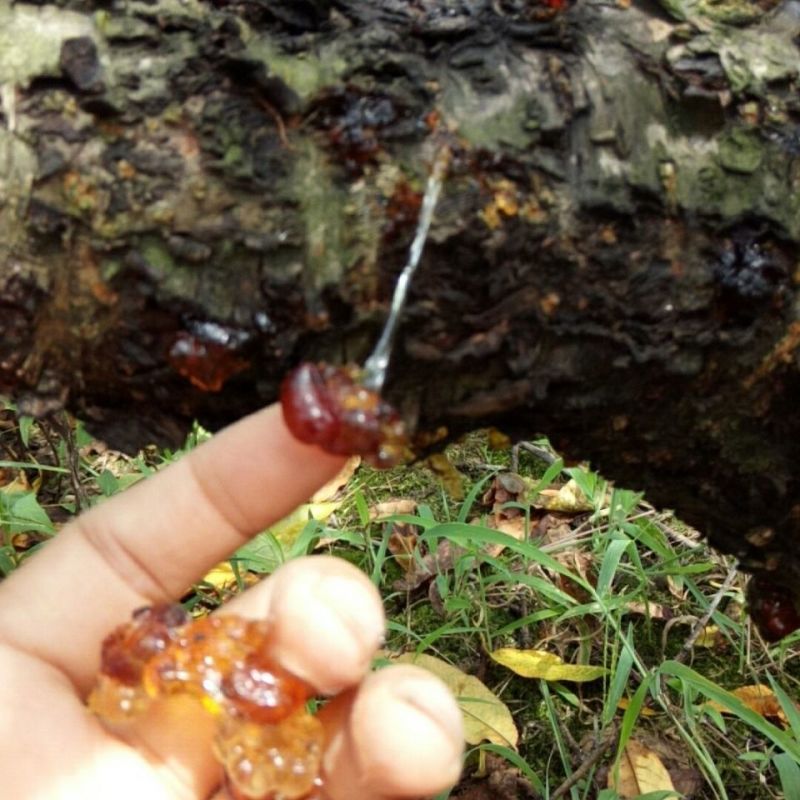 农家自晒天然桃胶桃花泪桃油桃脂可搭配皂角雪燕正宗野生食用
