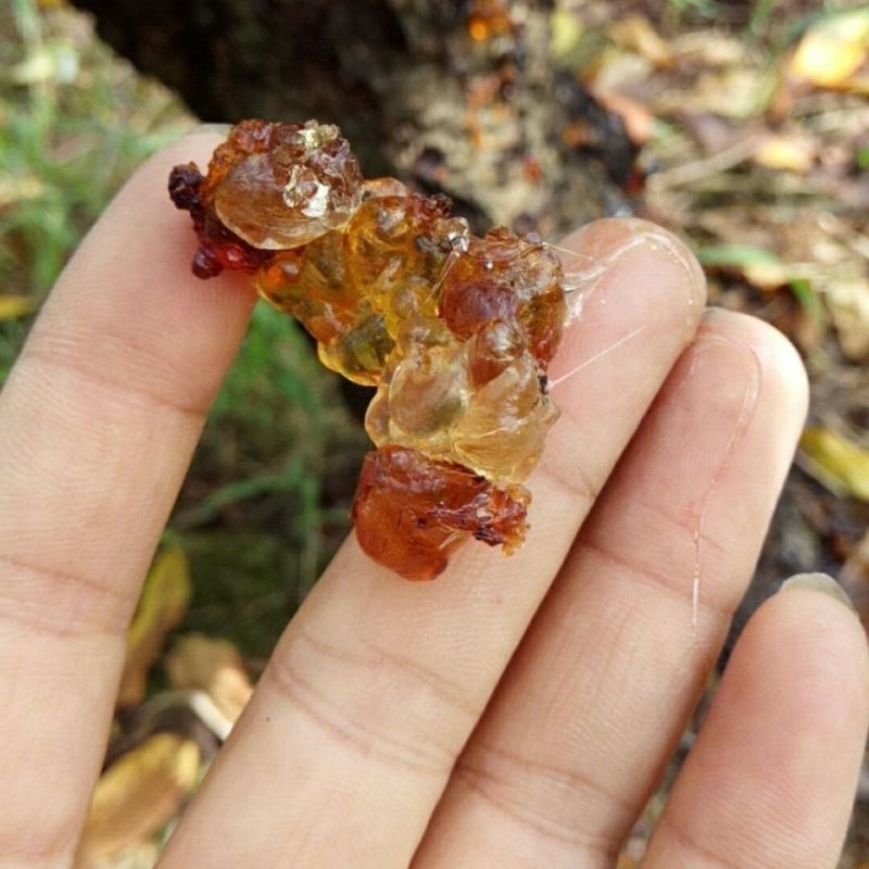 农家自晒天然桃胶桃花泪桃油桃脂可搭配皂角雪燕正宗野生食用
