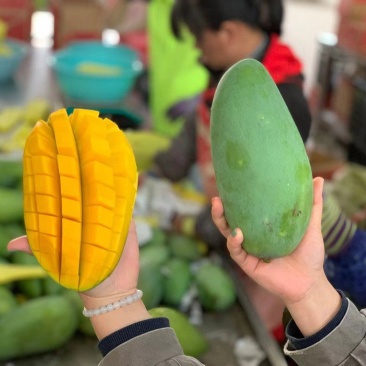 大青芒特大号芒果现摘新鲜当季水果非金煌芒台农贵妃芒果代发