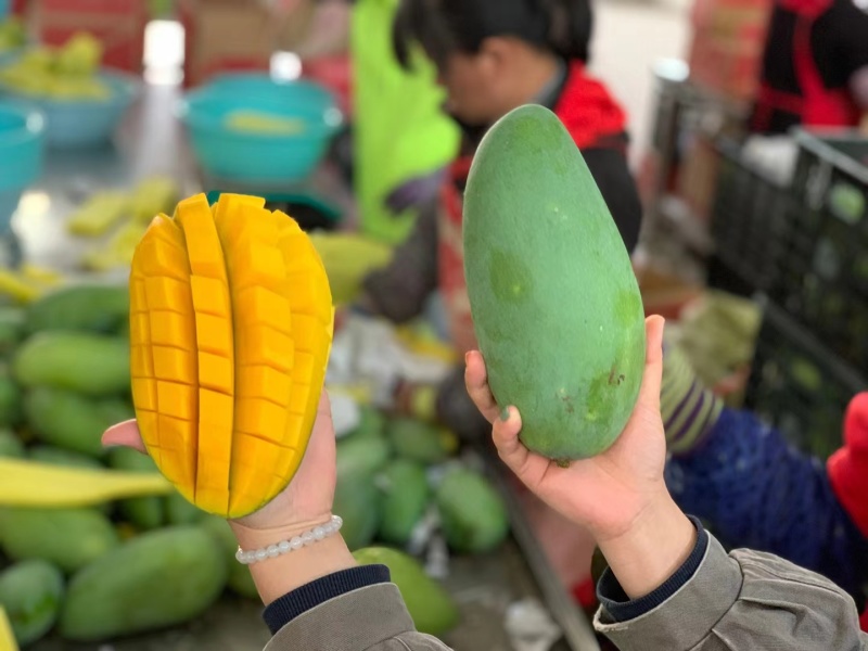 大青芒特大号芒果现摘新鲜当季水果非金煌芒台农贵妃芒果代发