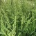棒棒草籽小龙虾养殖水草苦梗草菵草水粺籽耐寒低温挺水水草种