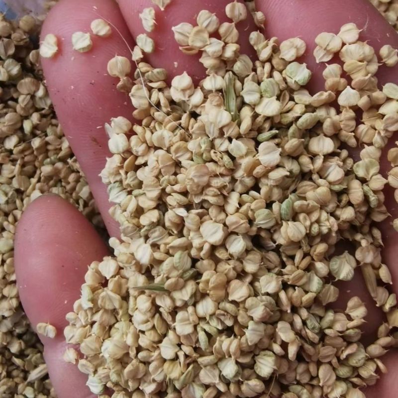 棒棒草籽小龙虾养殖水草苦梗草菵草水粺籽耐寒低温挺水水草种