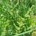 棒棒草籽小龙虾养殖水草苦梗草菵草水粺籽耐寒低温挺水水草种