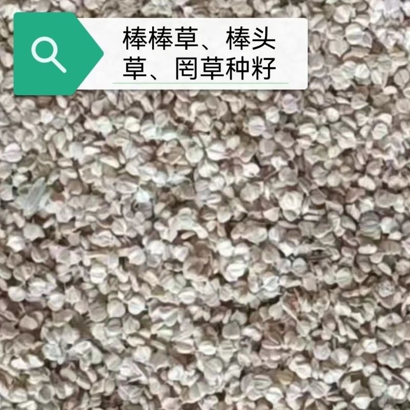 棒棒草籽小龙虾养殖水草苦梗草菵草水粺籽耐寒低温挺水水草种