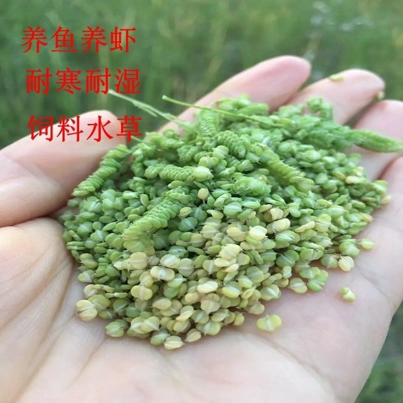 棒棒草籽小龙虾养殖水草苦梗草菵草水粺籽耐寒低温挺水水草种