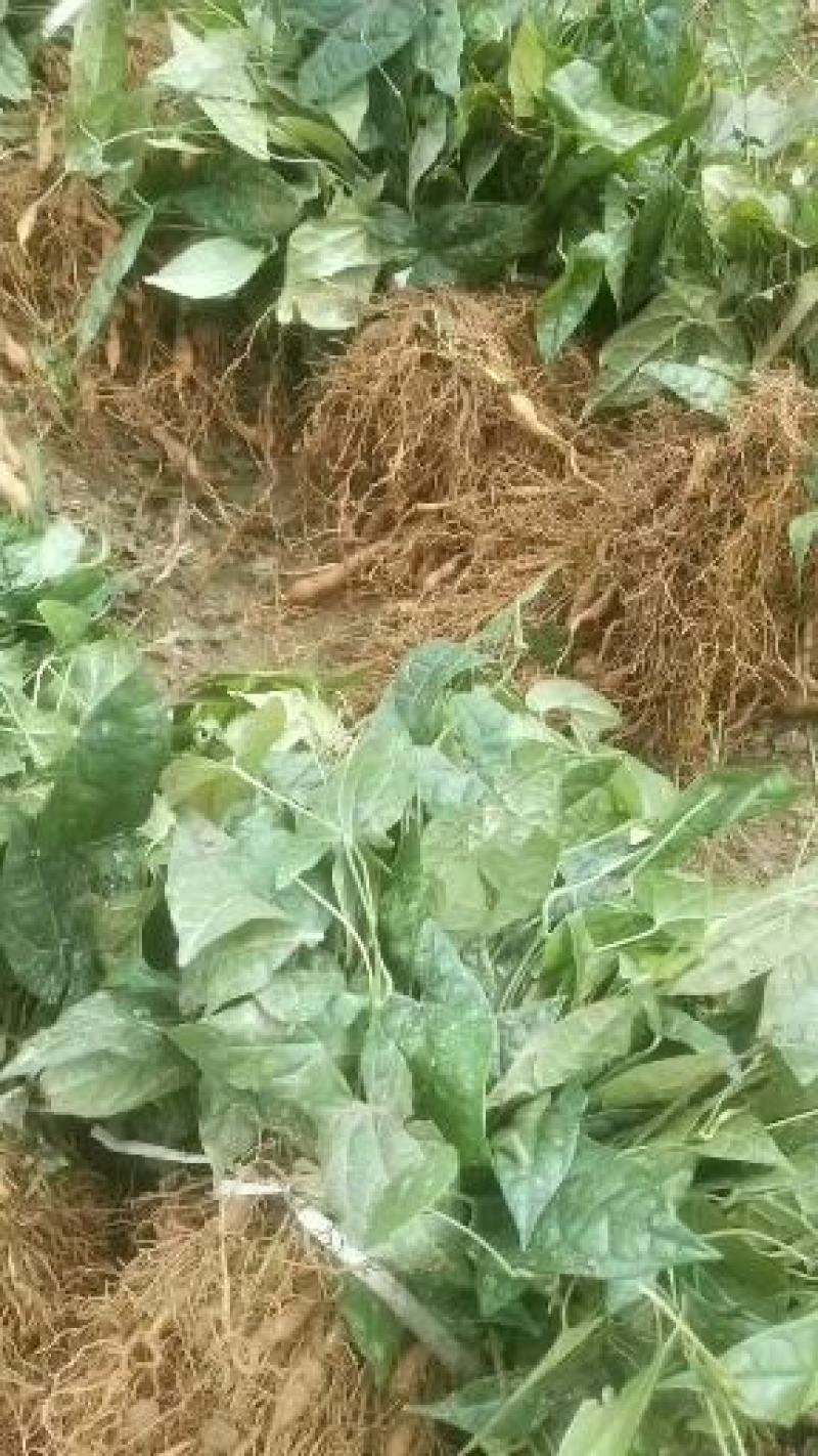 金果榄种苗，，欢迎需要老板咨询订购。