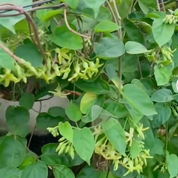 夜香花