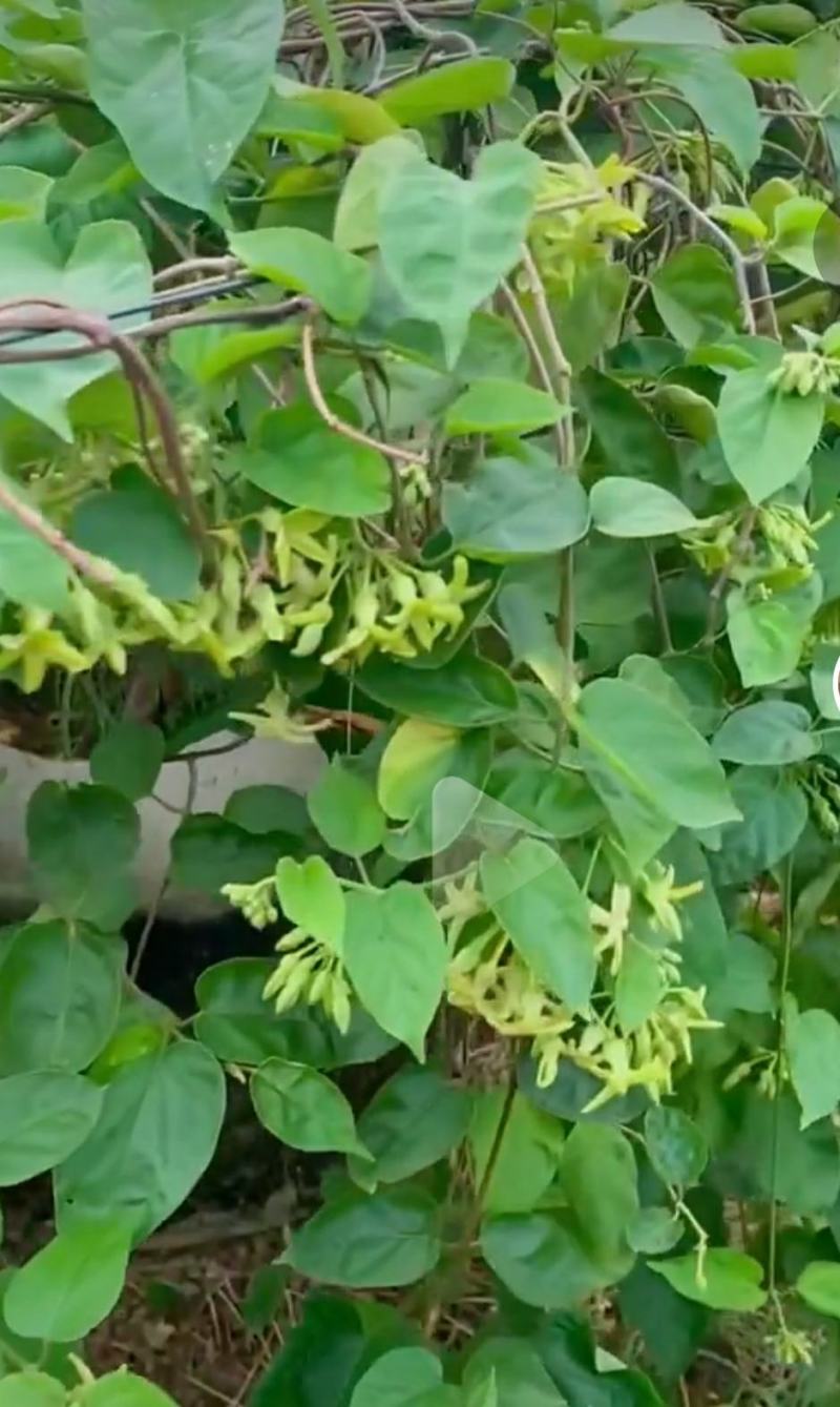 夜香花