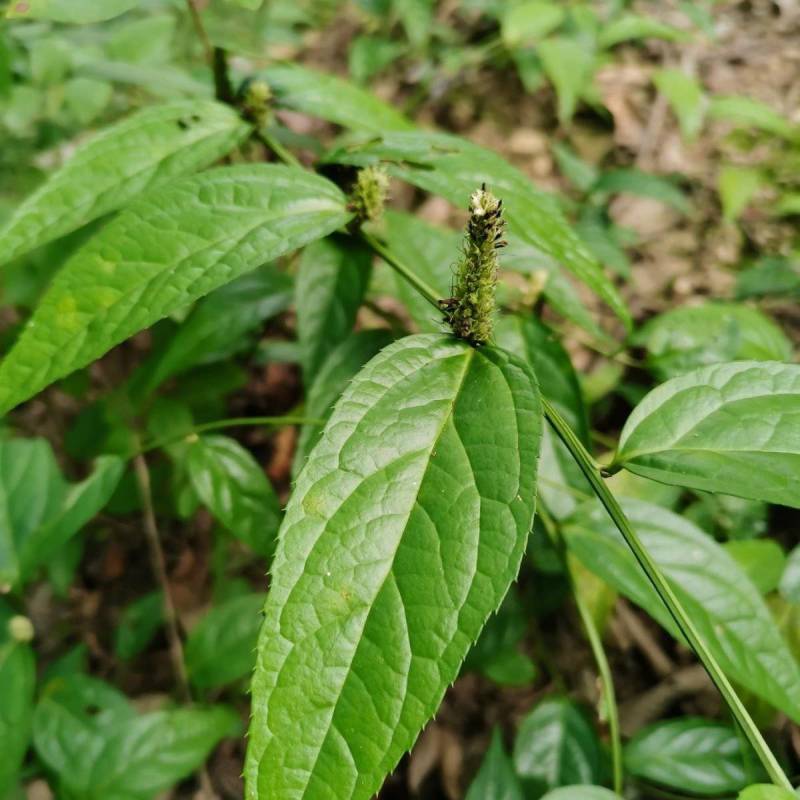 野生腹水草无硫磺新鲜现采