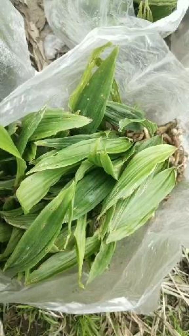 云南地区宽叶毛慈姑苗，紫花白花随意选择，欢迎需要老板咨询