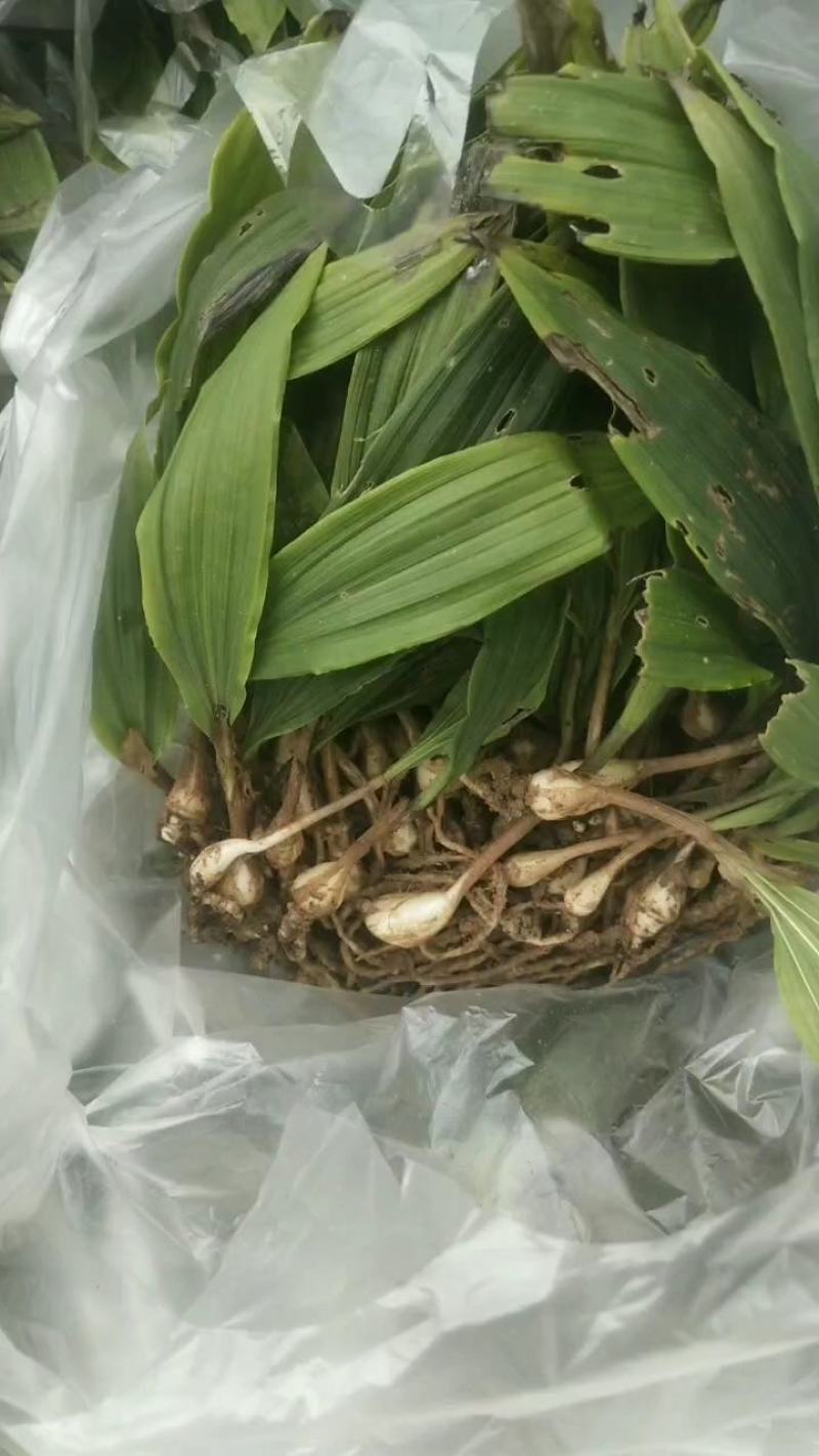 云南地区宽叶毛慈姑苗，紫花白花随意选择，欢迎需要老板咨询