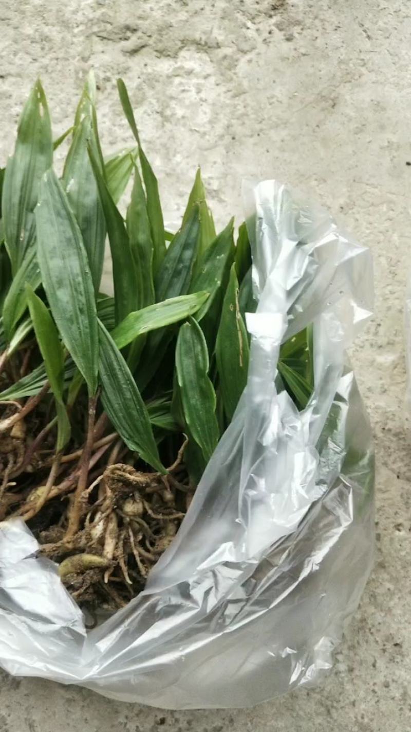 云南地区宽叶毛慈姑苗，紫花白花随意选择，欢迎需要老板咨询